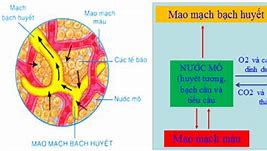 Nguyên Khí Trong Cơ Thể Là Gì